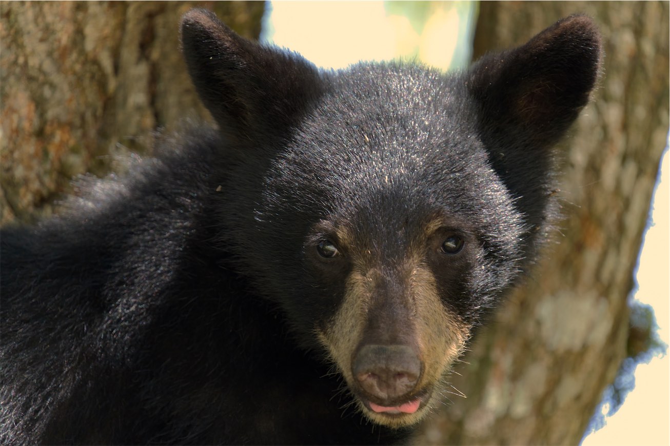 Bear Cub 3 0814